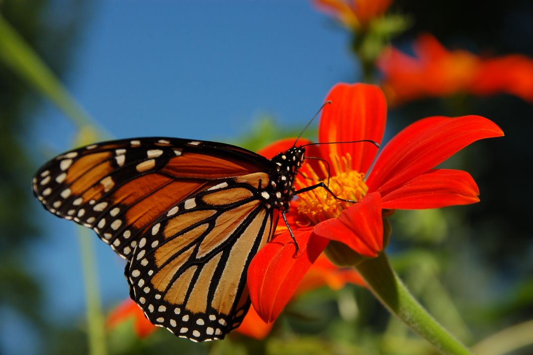 Why Hawk Moths are the Underdogs of the Pollinator World, Smithsonian  Voices