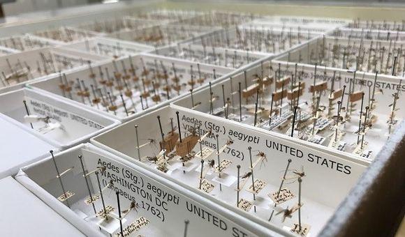 A drawer of pinned adult mosquitoes from the Smithsonian’s National Museum of Natural History’s National Mosquito Collection. The specimens shown here were digitized recently. Meaning, their bionomic information is databased and individual specimens are cataloged. (David Pecor, WBRU)