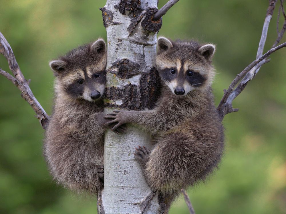 Baby Raccoons