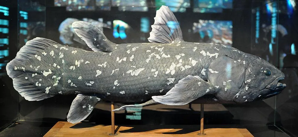 A replica of a West Indian Ocean Coelacanth. The fish is black with white spots and has a total of eight fins. 