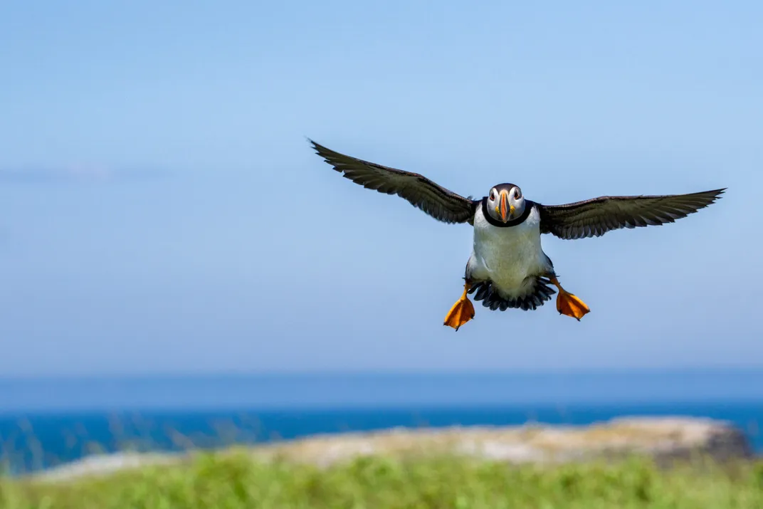 a puffin flies over a beach with grasses in the foreground and water in the background