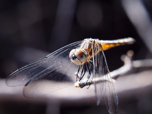 Dragonfly Closeup thumbnail