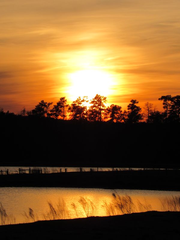 Sunset over pines and ponds in Lillington NC thumbnail