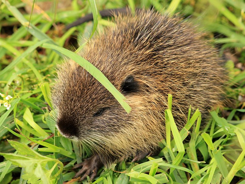 Picture of a river rat Smithsonian Photo Contest Smithsonian Magazine