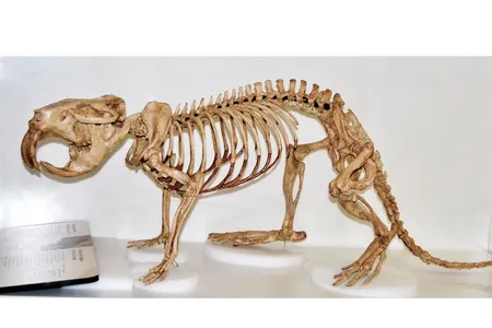 Unlike modern beavers, which use their sharp-edged teeth to chop up trees and build dams, mega-sized ones were unable to alter their environment to fit their needs