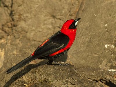 A male masked crimson tanager displays his brilliant red and black plumage in Peru.