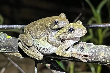 A male Cope's gray treefrog is smaller than a female and attaches to her back as she looks for a spot to lay eggs.