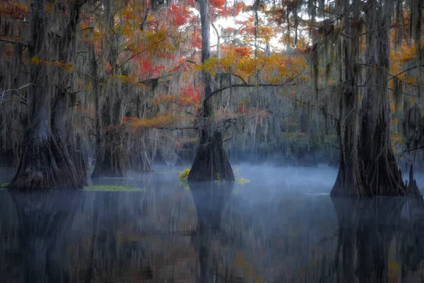 Misty Morning In The Bayou thumbnail