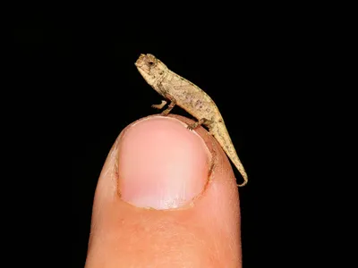 The male of a newly discovered species named Brookesia nana may be the smallest adult reptile ever found. 