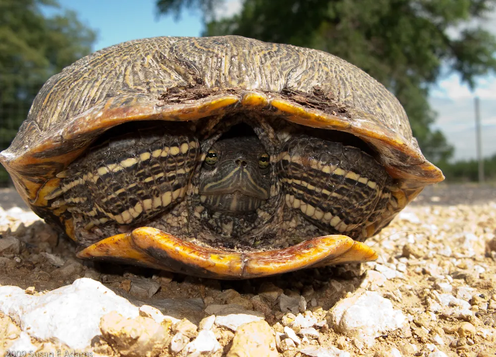 Hibernating Turtles Are Still Aware Of What S Going On Around Them Smart News Smithsonian Magazine