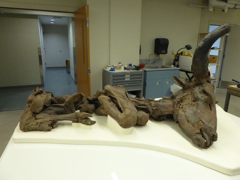 Ancient Bison Fossils