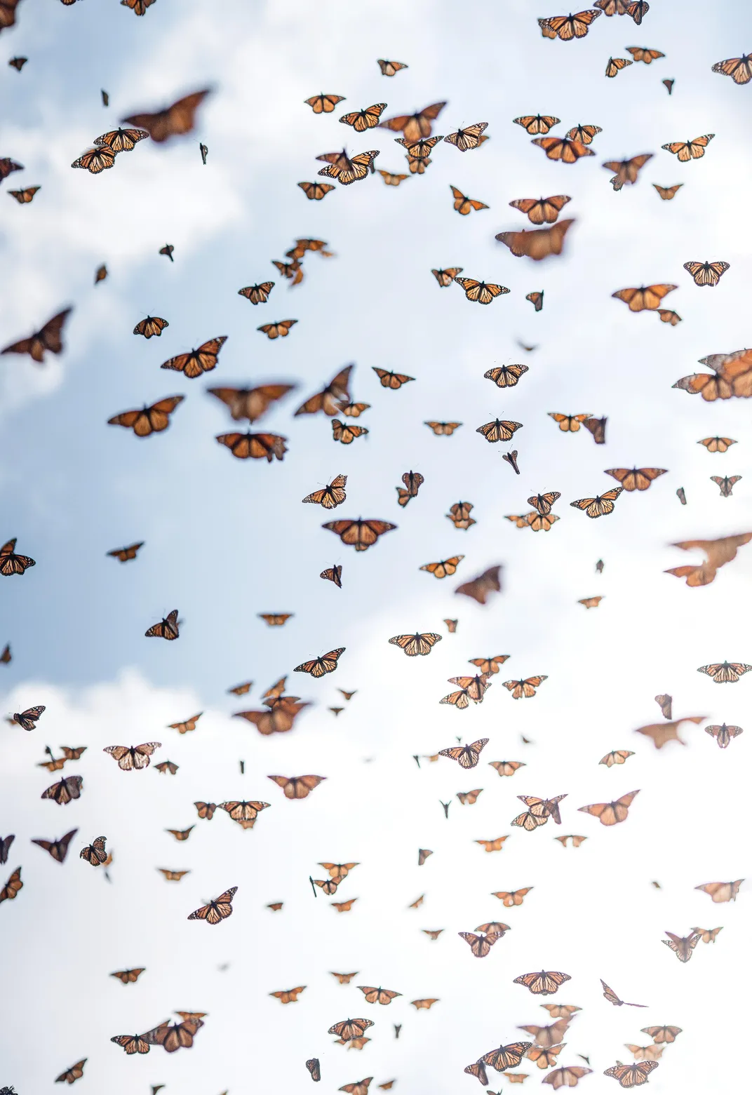 Monarchs in Flight