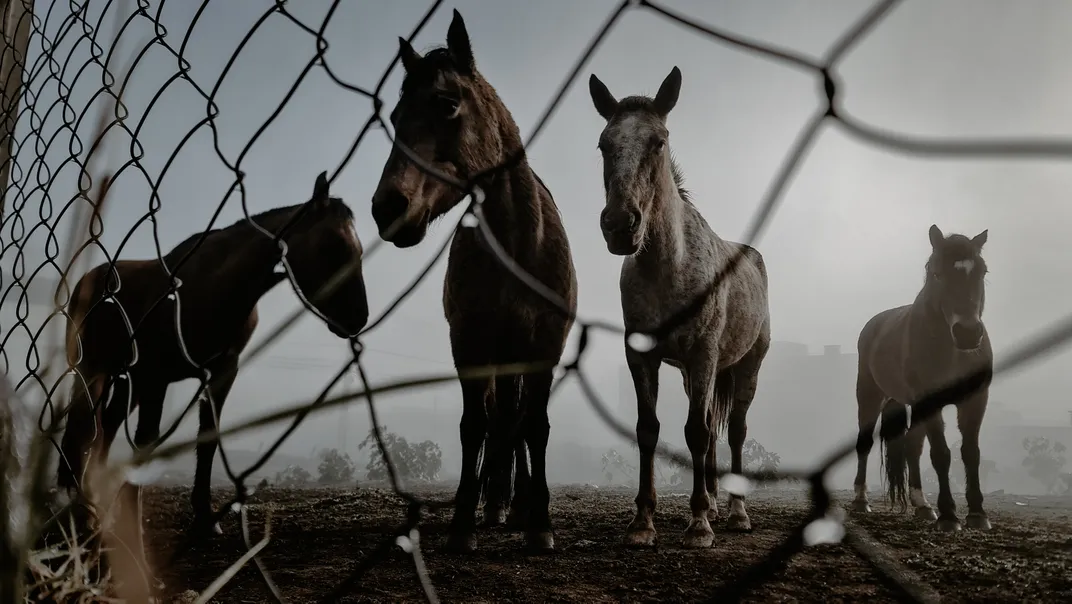 Horses in Guarapuava gather to get a closer look at a camera pointed in their direction.