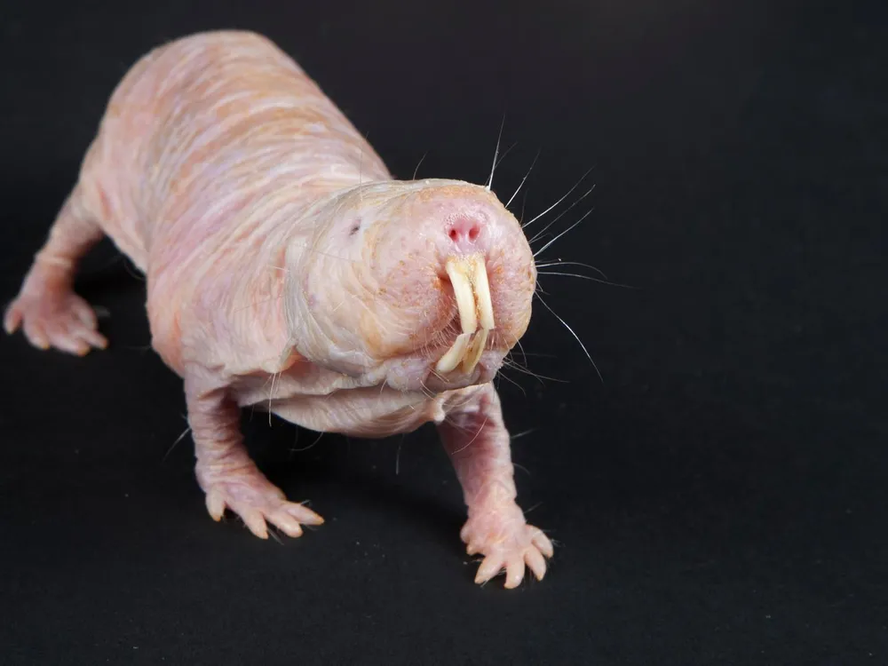 A pink naked mole rat stands against a black background. The rodent is showing it's teeth. 