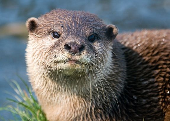 20130225115019otter.jpg