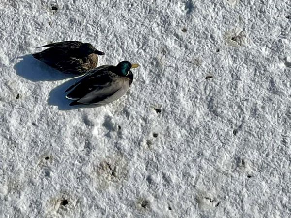 Two ducks basking in the sun on a frozen canal in Montreal thumbnail