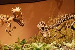 Bone Headed Dinosaurs Reshaped Their Skulls Science Smithsonian Magazine