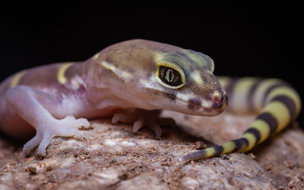 Curious Banded Gecko thumbnail