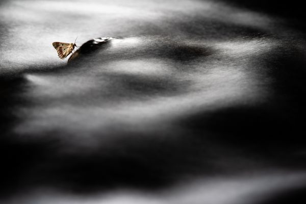 The Moth in the Torrent thumbnail