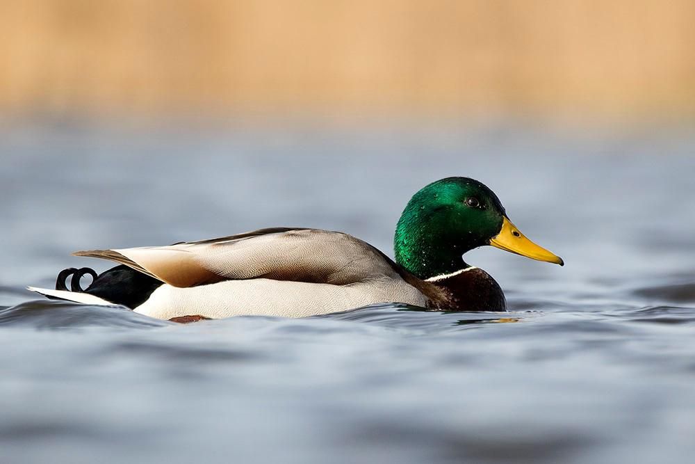 mallard