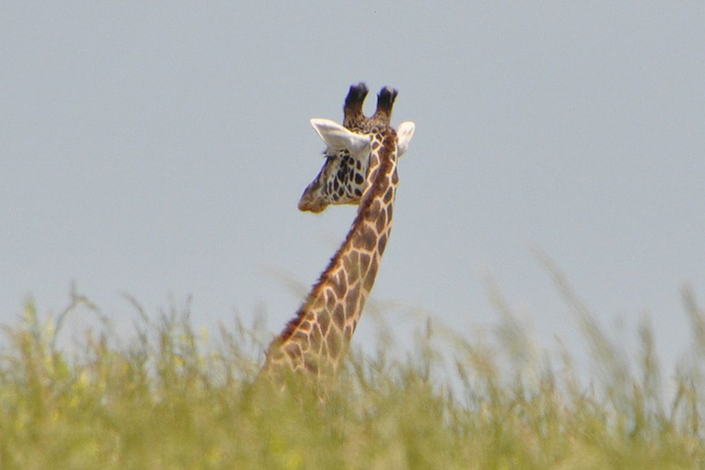 20120822095008giraffe.jpg