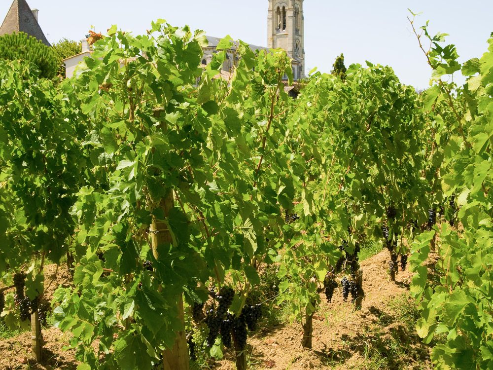 French Vineyard