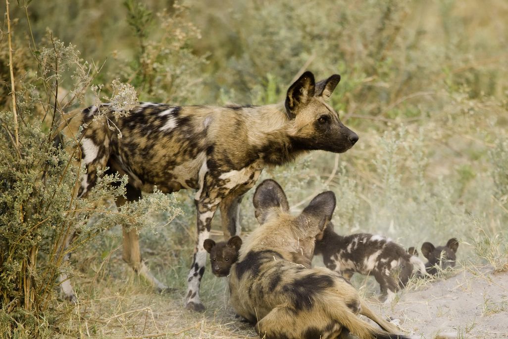 African wild dogs