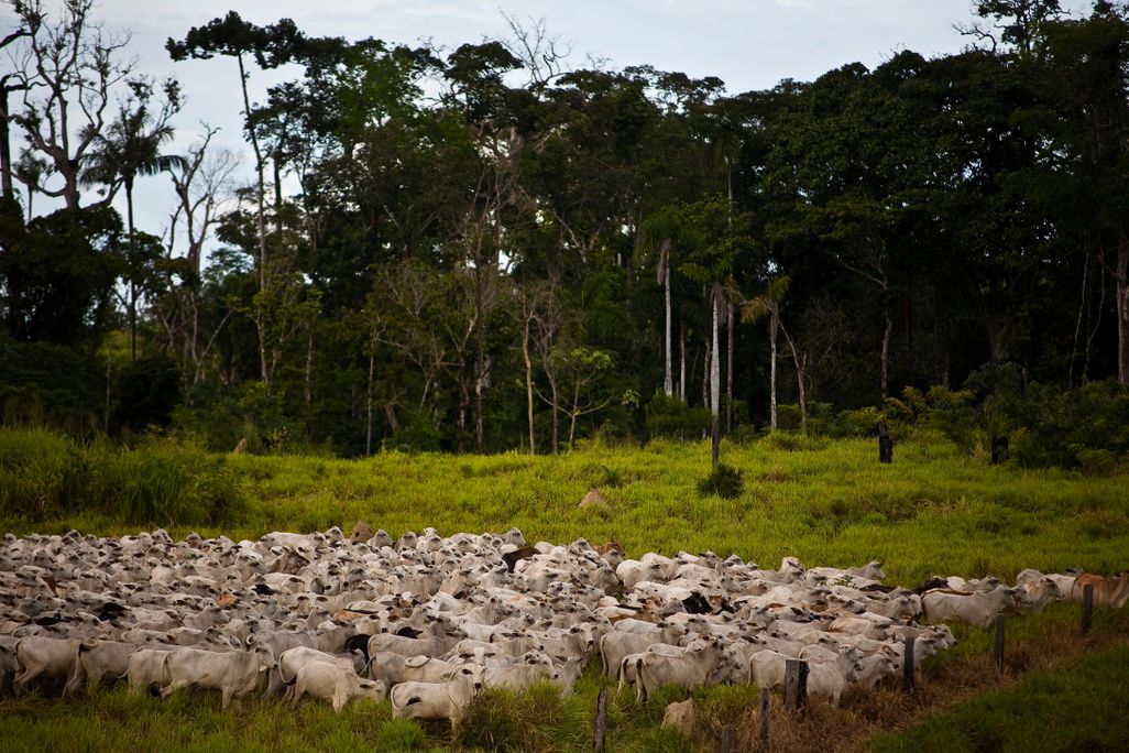 Illegal occupation of Brazilian Amazon Government land with livestock