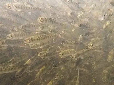 Wildlife officials released 830,000 fall-run Chinook salmon fry into Fall Creek. A large but unknown number of them died as they passed through a tunnel on the Klamath River.