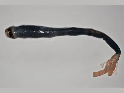 The giant shipworm, out of its tube