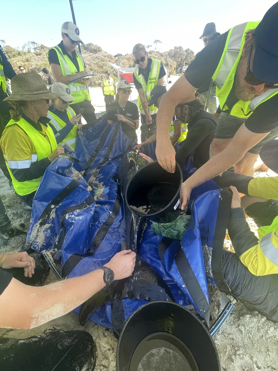 Marine scientists and veterinarians work together to save a juvenile pilot whale that was orphaned as a result of Thursday's beaching.