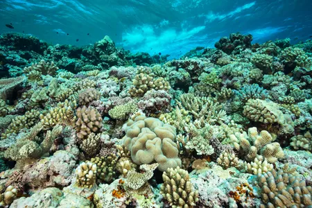 In a healthy reef, coral symbionts make food for the coral animal.