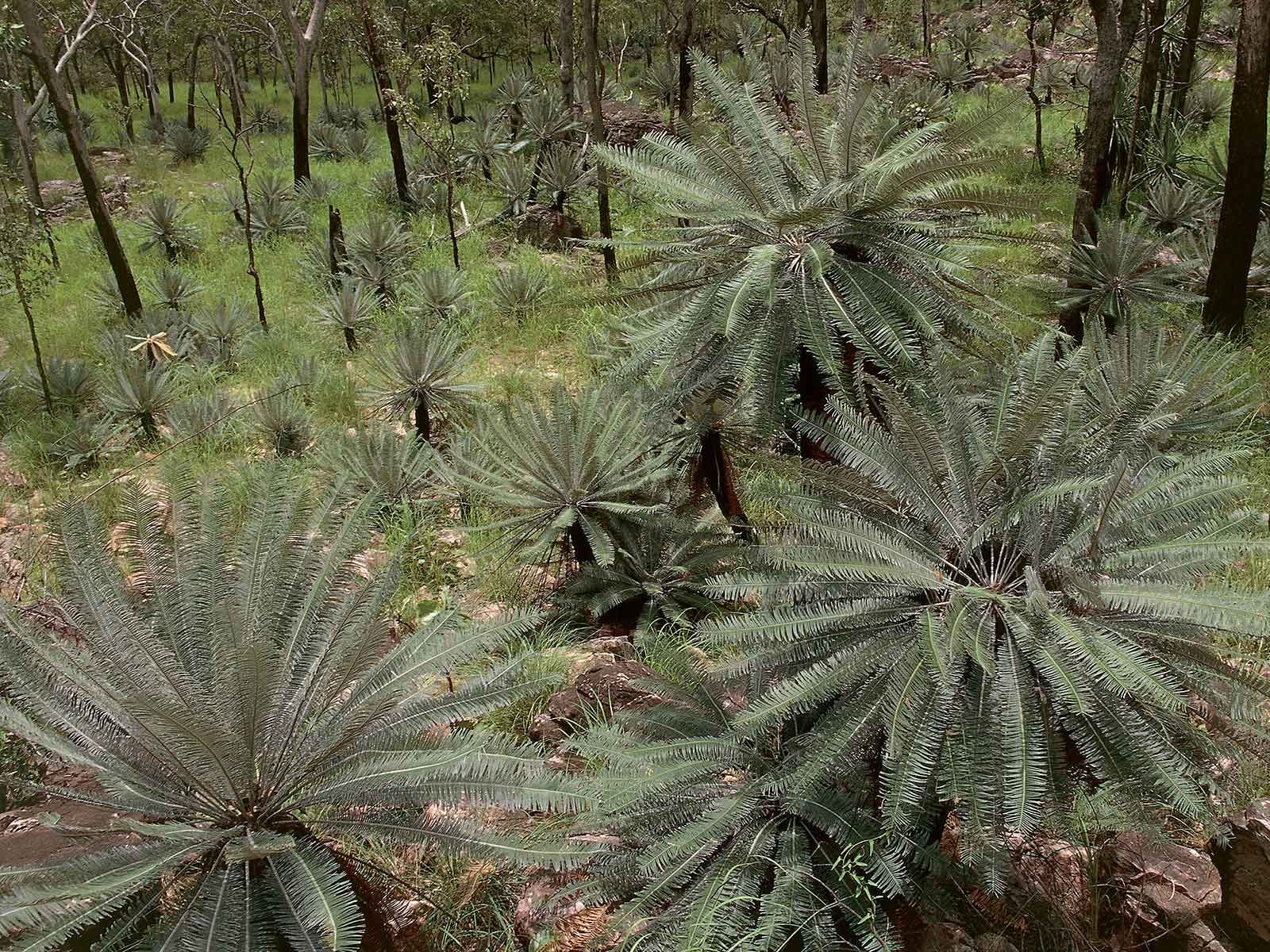 Many of These Plants Older Than Dinosaurs Face Extinction