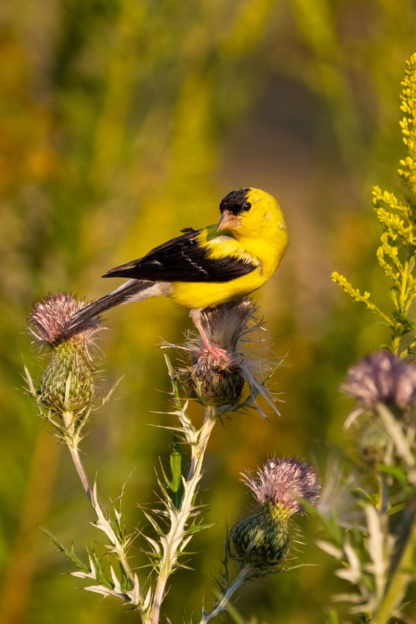 Bold American Goldfinch and Thistle Flowers thumbnail