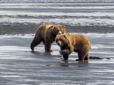 According to the National Park Service, 95 percent of U.S. brown bears live in Alaska.