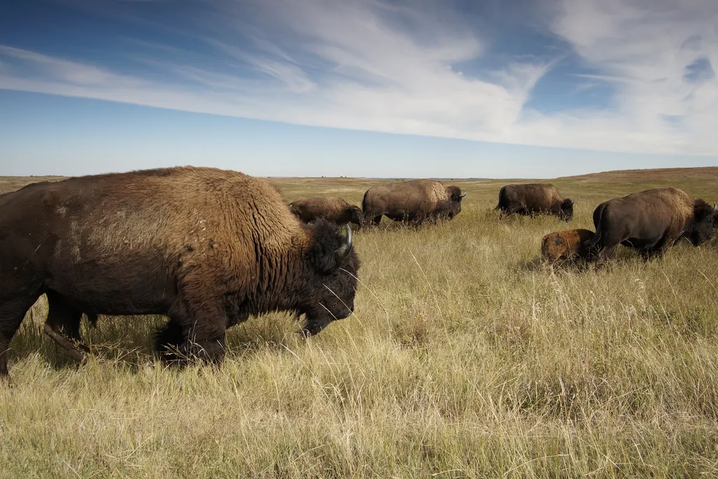 Bison standing and laying in prairie grasses