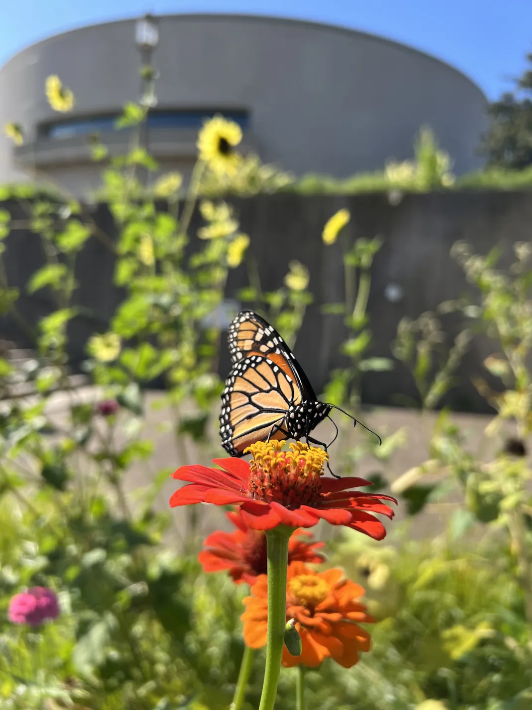 monarch on a flower