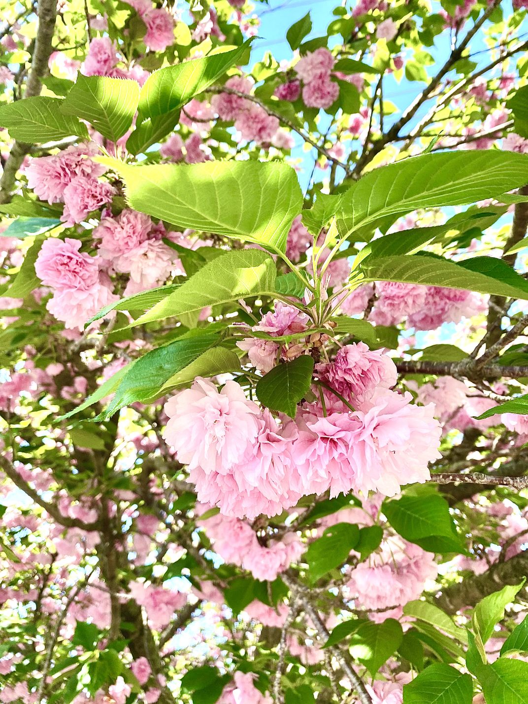 Tennessee Spring Redbud Tree | Smithsonian Photo Contest | Smithsonian ...