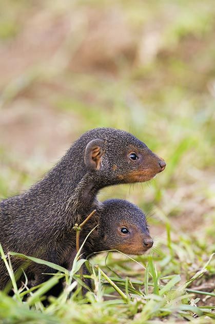 Juvenile Banded Mongoose