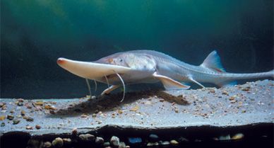 Pallid sturgeons, which can reach six feet long and live 60 years, flourished for eons in murky American waters.