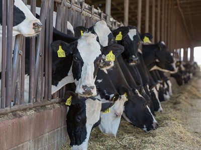 The Sacramento Municipal Utility District is working with dairy farms to provide on-site digesters for manure. 