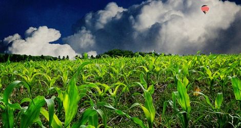 Most corn grown in the U.S. is genetically modified.