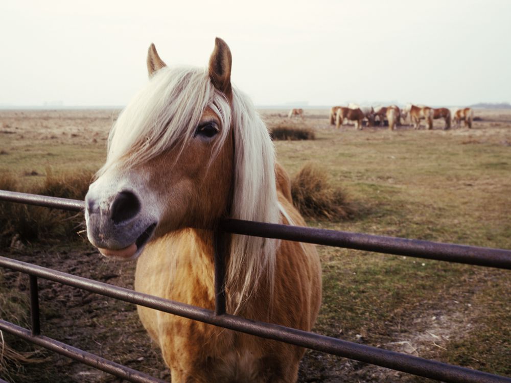 horse in pasture