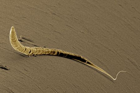 This worm is sober. 