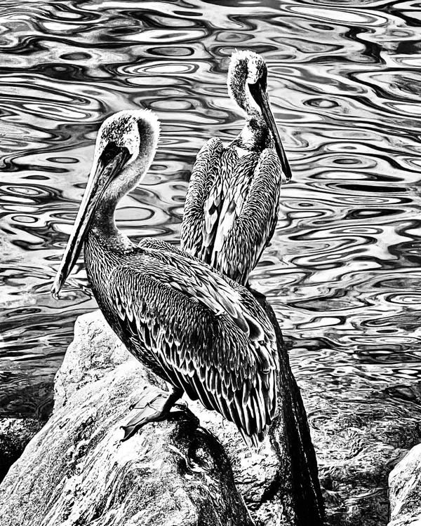 Two Pelicans Waiting For A Meal thumbnail