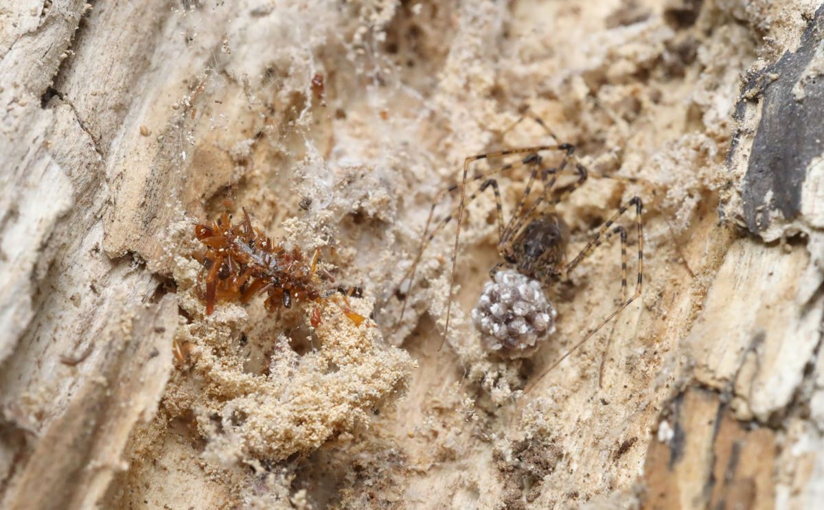 Researchers Discover a Rare, Carnivorous Caterpillar That Wears Dead Insect Parts to Fool Spiders