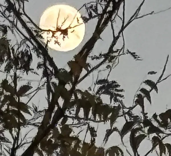 Early Evening Moon thumbnail