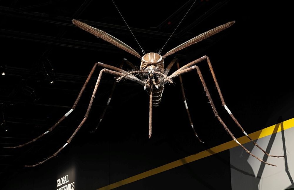 A giant replica of the Aedes mosquito, a known vector for the disease yellow fever, has been waiting for visitors to return the National Museum of Natural History’s “Outbreak: Epidemics in a Connected World” exhibit. (James Di Loreto, Smithsonian)