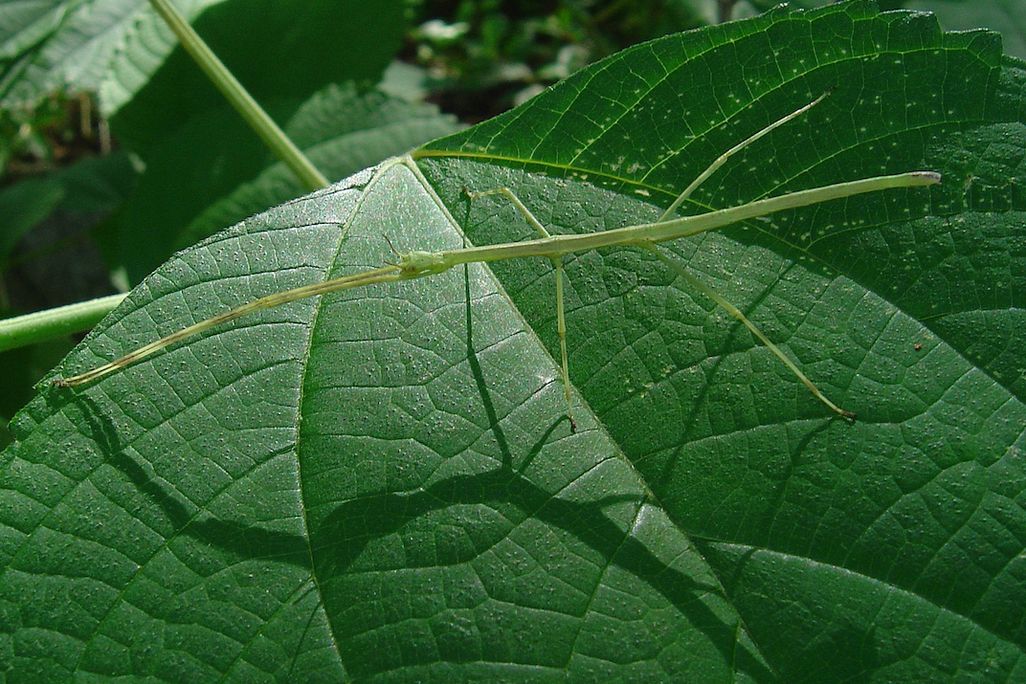 Stick insect.jpg