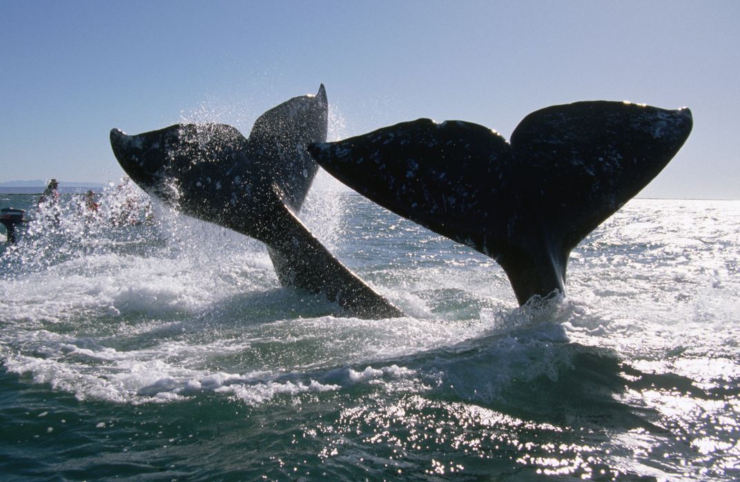 Gray whale flukes in Baja